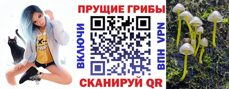 где купить наркотик  Псков  Псилоцибиновые грибы GOLDEN TEACHER 